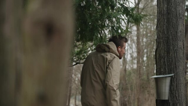 Tilting motion shot of maple syrup farmer checking maple sugar water bucket and tap on tree for production and food production (4k 24p)