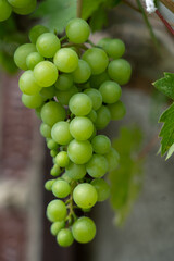bunch of grapes