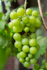 bunch of grapes