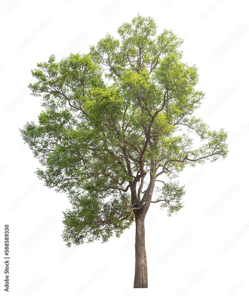 Poster Green tree isolated on transparent background with clipping path, single tree with clipping path and alpha channel.