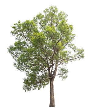 Green tree isolated on transparent background with clipping path, single tree with clipping path and alpha channel.