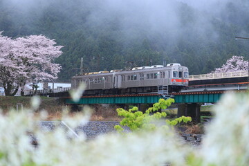 満開の桜の中を走る列車