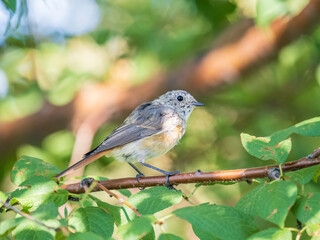 Fototapeta premium The common redstart, Phoenicurus phoenicurus, young bird, is photographed in close-up sitting on a branch against a blurred background.