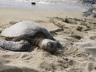 sea turtle on the sand