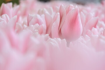 ピンクのチューリップの花壇