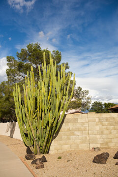 Arizona xeriscaped sidewalk with Trichocereus cactus and boulders on brownish desert-like gravel ground; copy space