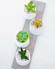 Plants