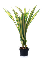 Pandanus sanderi Sander ex M.T. Mast, White striped Pandanus or Screw pine growing in pot isolated on white background