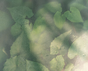 tropical leaves, abstract green leaves texture behind a white matte glass blurry with water...