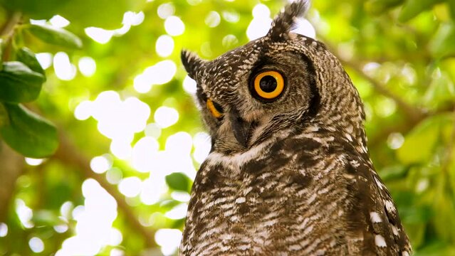 Spotted Eagle-Owl (Bubo africanus) with iconic pointy ear-tufts and yellow eyes