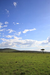 良く晴れた日の草原