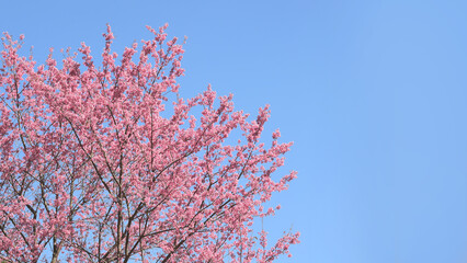Phaya suae flower or sakura flower in Thailand