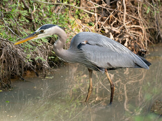 Great Blue Heron Fishing in Shallow Water