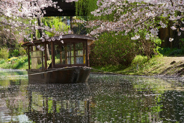 宇治川派流の桜と十石舟