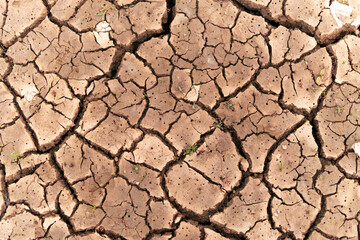 Dry cracked soil. Top view of the dry field with some small green plants.