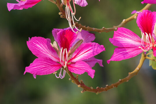 Closeup view of flower of Hong Kong Orchid Tree (Bauhinia X blakeana)