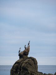 three birds perched on a rock, 2