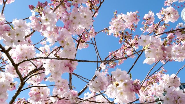 Pink spring cherry blossom, blue sky background. High quality photo