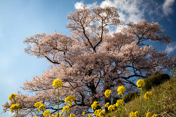 Fototapeta premium 桜 