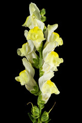 Yellow flowers of snapdragon, lat.Antirrhinum majus, isolated on black background