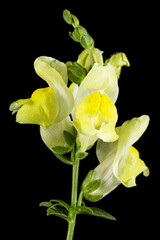 Yellow flowers of snapdragon, lat.Antirrhinum majus, isolated on black background