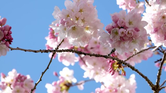 Pink spring cherry blossom, blue sky background. High quality photo