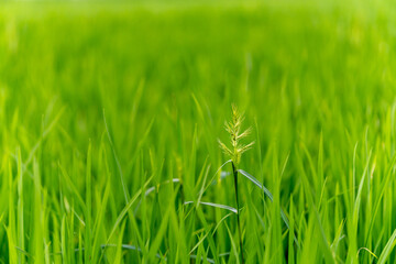 The grains of paddy in the green fields. Paddy closeup bokeh view. Paddy. rice fields on a dewy morning.