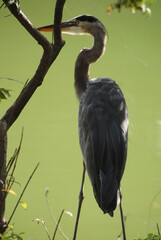 Great Blue Heron