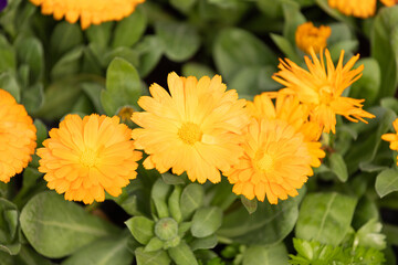 Calendula in full bloom in the plantation