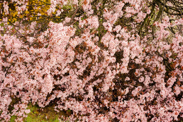 Blooming tree in spring with pink flowers. Cherry blossom, sakura flowers.