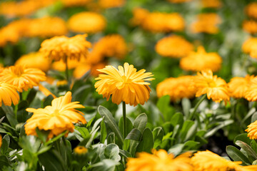 Calendula in full bloom in the plantation