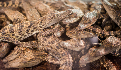 Group of small crocodiles as pets