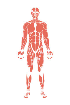 Human body muscles on white background
