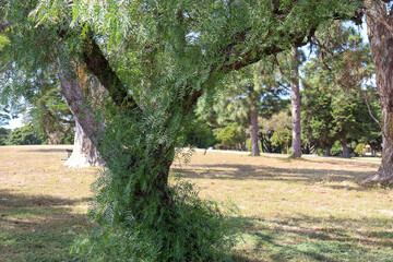peppercorn tree in parkland on geelong foreshore