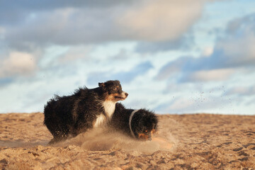 Obraz premium dogs have fun in beach and water. two Active australian shepherd play on the sand . Active holiday with a pet