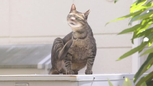 後ろ足で体を掻く野良猫