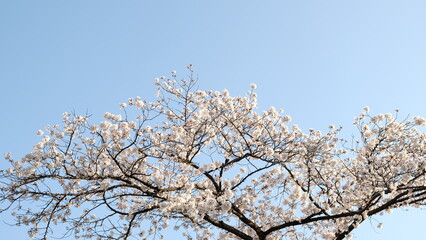 満開の桜