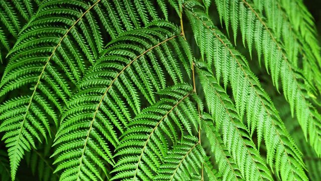 Lush green silver fern moving in breeze - symbol of New Zealand; close-up