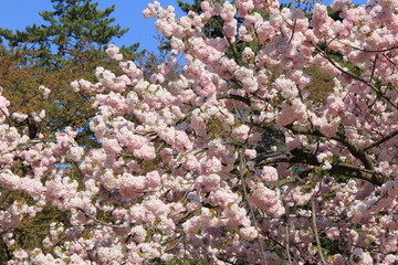 ヤエザクラ(八重桜)/満開の花