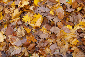 background of fallen leaves on the asphalt