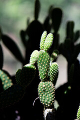 close up of cactus