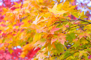 Fototapeta na wymiar Colorful maple leaves on a bright day of background .