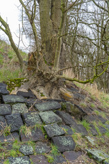 Ein alter Baum wächst durch die Steine.