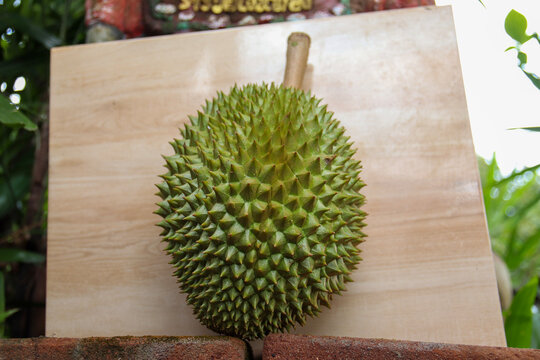 Fresh fruit tarian is placed on a white ground near a tree in a durian garden, known as the king of Asian fruits.