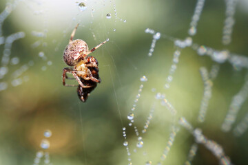 Brown Orb Weaver Spider on Web Wrapping Prey in Silk - Powered by Adobe