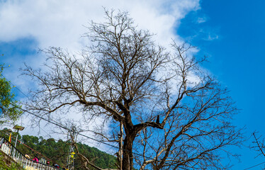 tree and sky, leafless tree
