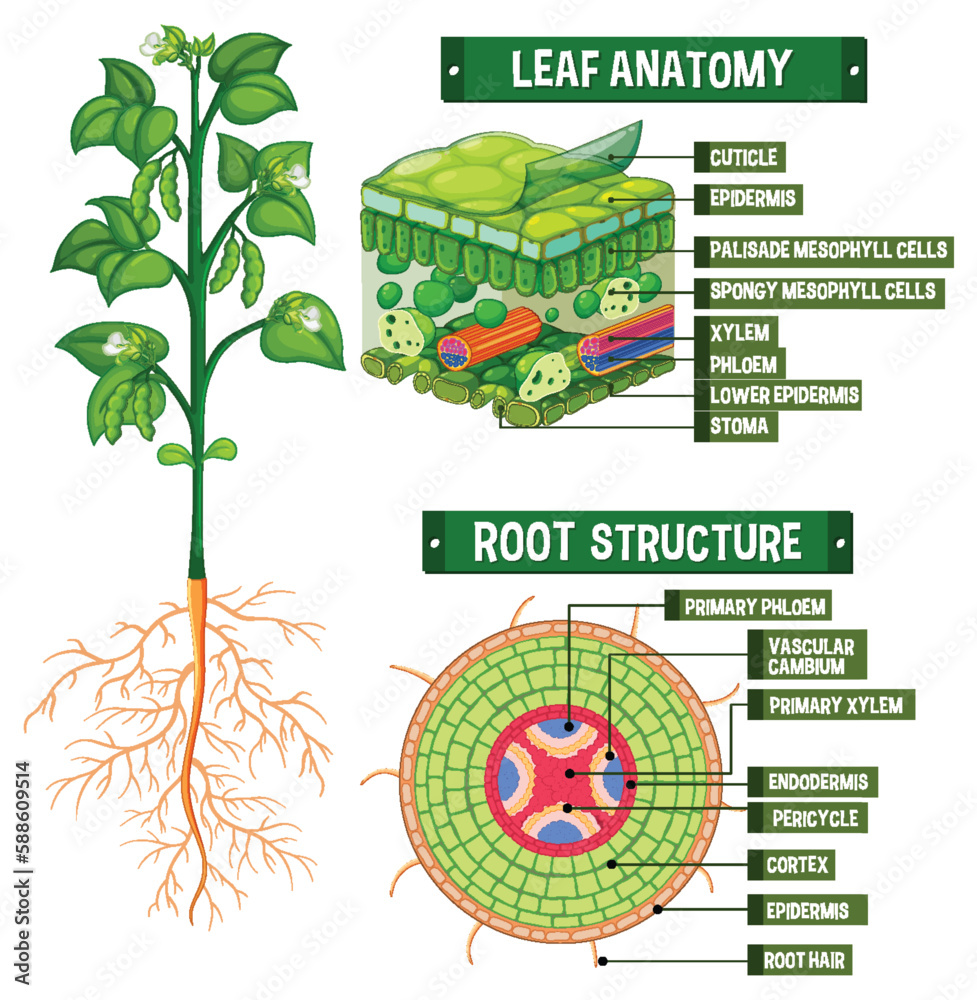 Sticker internal structure of plant diagram