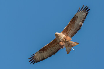 Long-legged buzzard pooping during flight