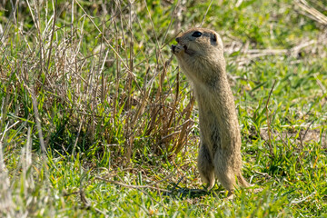 Naklejka na ściany i meble European ground squirrel standing on her legs eating fresh grass in the Spring