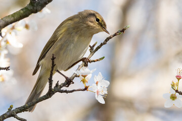 A Common chiffchaff perched on a blossoming branch in spring